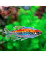 Congo Tetra