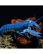 Electric Blue Crayfish