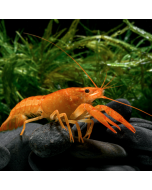 Apricot Orange Crayfish