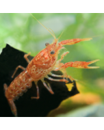 Dwarf Orange Mexican Crayfish