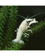 Snow White Crayfish