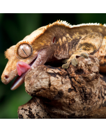 Crested Gecko