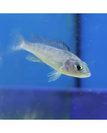 Deep Water Hap Cichlid ~2.0"