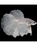 Male Super Delta Platinum White Betta