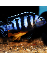 Demasoni Cichlid ~1.5"