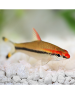 Tiger Barb