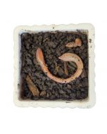 Live Dew Worms 12 Pack (Canadian Nightcrawlers)