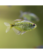 Diamond Tetra