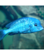 Blue Dolphin Cichlid ~2.0"