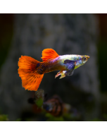 Male Guppy