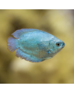 Dwarf Powder Blue Gourami