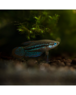 Dwarf Sparkling Gourami