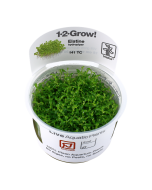 Tropica 1-2 Grow! Elatine hydropiper