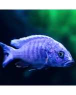 Electric Blue Hap Cichlid ~3.5"