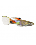 Endler Guppy - Assorted Male