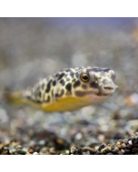 Fahaka Puffer