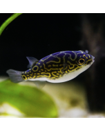 Brackish Figure 8 Puffer