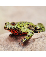 Fire Belly Toad