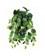 Pangea Hanging Bush, Fittonia, 18"