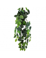 Pangea Hanging Bush, Fittonia, 24"