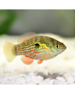 American Flagfish