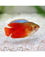 Dwarf Flame Red Gourami