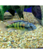 Flameback Cichlid ~2.5"