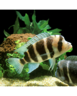 Frontosa Cichlid ~1.5"