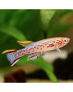 Gardneri Killifish