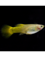 Guppy - German Yellow Male