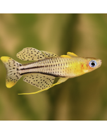 Tiger Barb