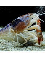 Ghost Tricolour Crayfish