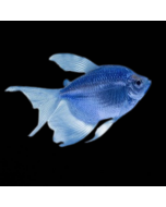 GloFish® Tetra Cosmic Blue Longfin 