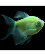 GloFish® Tetra Electric Green Longfin 