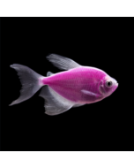 GloFish® Tetra Galactic Purple Longfin 