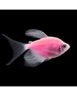 GloFish® Tetra Moonrise Pink Longfin 