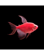 GloFish® Tetra Starfire Red Longfin 