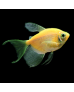 GloFish® Tetra Sunburst Orange Longfin 