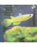 Golden Wonder Killifish