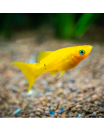 Gold Swordtail