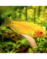 Gold Gourami