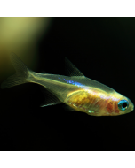 Gold Neon Tetra