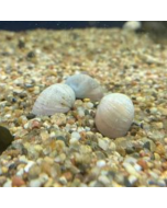 Military Helmet Nerite Snail, Gold