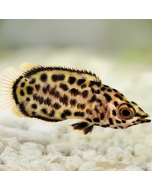 Leopard Ctenopoma Gourami