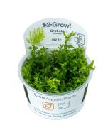 Tropica 1-2 Grow! Gratiola viscidula