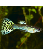 Guppy - Green Cobra Male