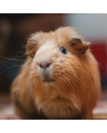 Guinea Pig