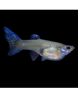 Male Guppy