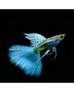 Guppy - Blue Snakeskin Male