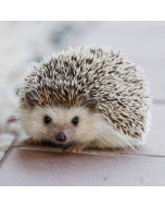 Hedgehog